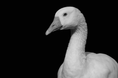 Beyaz Güzel Kar Kaz Kapanışı Karanlık Arkaplanda