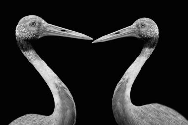 Brolga Kuşları Karanlık Arkaplanda Birlikte