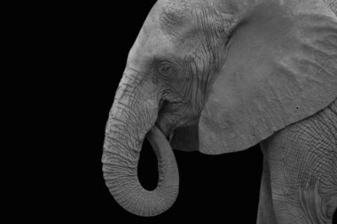 Büyük Vahşi Fil Kara Arkaplanda Yemek Yiyor