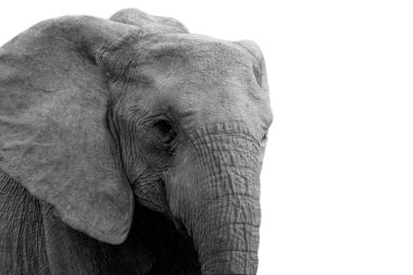 Beyaz Arkaplanda Büyük Vahşi Fil Kapanışı