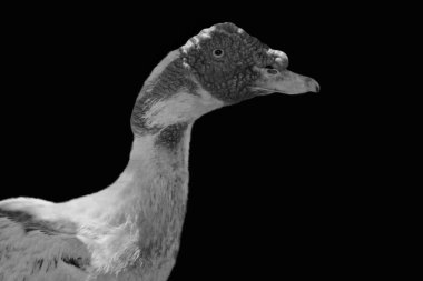 Muscovy Duck Head Kapanış Yüzü