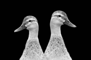 Siyah Arkaplanda İki Şirin Ördek Kafası Portresi