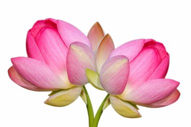 Beyaz Arkaplanda Güzel Çiçek açan Taze Lotus