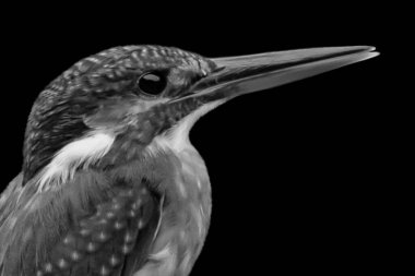 Güzel siyah ve beyaz benekli Kingfisher Siyah arka planda uzun gagalı