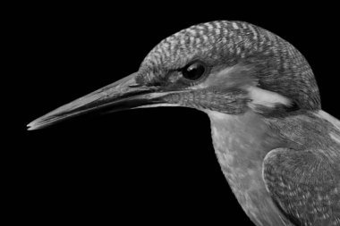 Kingfisher Kuş Başı Siyah Arkaplanda