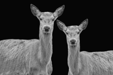 Siyah ve beyaz iki geyik, siyah arka planda yan yana duruyorlar.