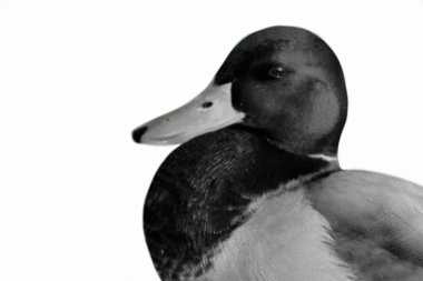 Black Cute Duck Closeup Face On The White Background clipart