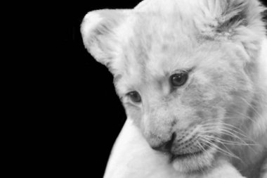 Beyaz, şirin aslan yavrusu yüz. Siyah, karanlık arka planda yakın plan.