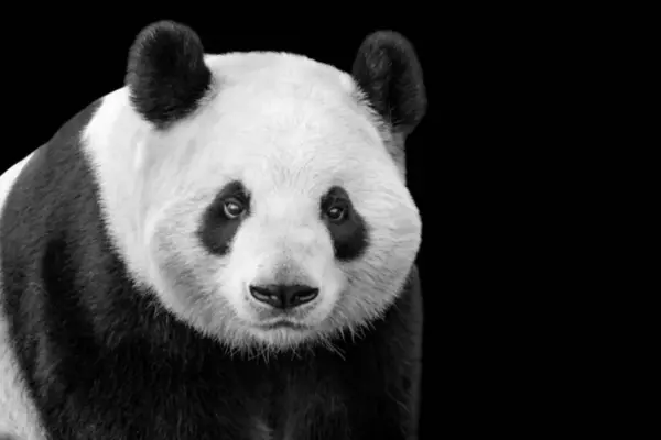 stock image Giant Cute Black And White Panda Closeup Head