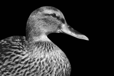 Mallard Ördek Portresi Siyah Arkaplanda Yakın plan