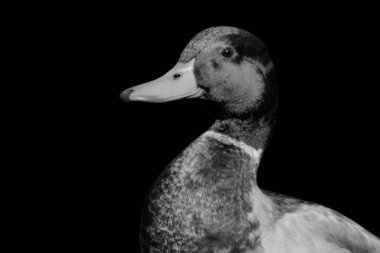 Mallard Kara Koyu Gülen Şirin Surat