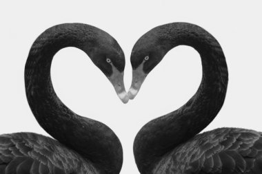 Siyah Arkaplanda Siyah Kuğu Çift Kapalı Yüzlü