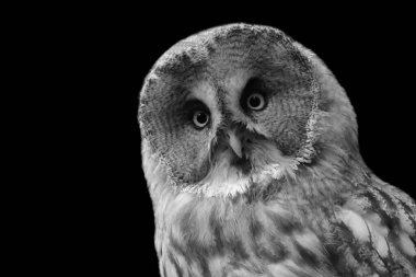 Siyah Arkaplanda Siyah ve Beyaz Baykuş Kuşları