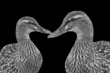 Siyah-Beyaz-İki Mallard Ördeği Karanlık Arkaplanda