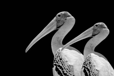 Siyah arka planda uzun gagalı Siyah ve Beyaz Pelikan