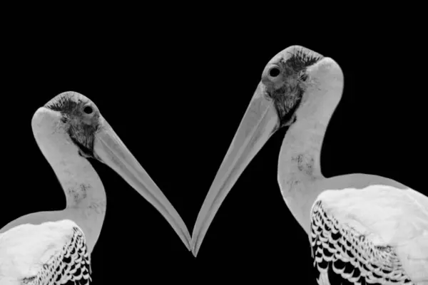 stock image Two Pelican With Long Beak In The Black Background