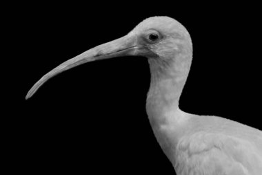 Küçük bir Ibis kuşunun siyah beyaz fotoğrafını yakın plan çek.
