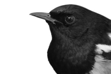 Very beautiful oriental magpie-robin bird clipart