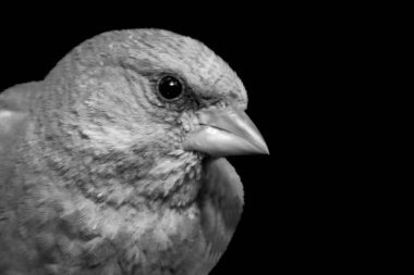 Close up of the face of a very beautiful Red Crossbill, black and white photo clipart