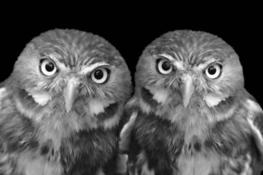 Beautiful black and white photo of two owls sitting close together lovingly clipart