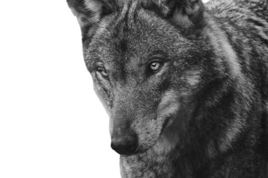 Siyah vahşi kurt yüzünü kapatır ve beyaz arka planda izole olur.