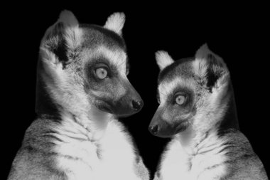 A very beautiful photo of two cute lemurs looking at each other was taken in black background. clipart