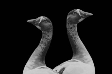 Siyah arkaplanda iki güzel ve sevimli kaz suratlı siyah beyaz fotoğraf.