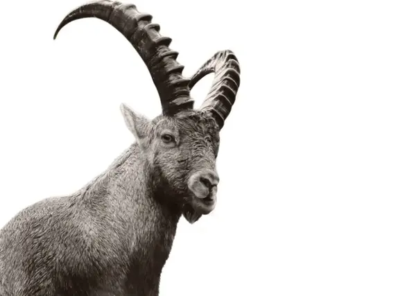 Beyaz arka planda vahşi dağ keçisi dağ keçisi dağ keçisi dağ keçisi dağ keçisi.