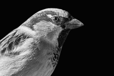 Black and white photo of sparrows bird face clipart