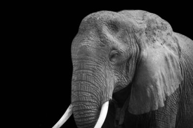 Siyah arka planda uzun dişli fil suratlı güzel bir fotoğraf.