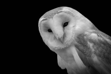 Güzel siyah beyaz bir baykuşun siyah arka planda ileriye bakan güzel bir fotoğrafı.