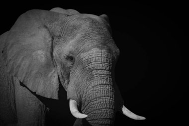 Fil suratlının fotoğrafı siyah zeminde çok güzel çekilmiş.