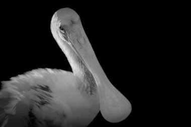 Çok güzel bir kaşık gagalı kuşun güzel siyah beyaz fotoğrafı.