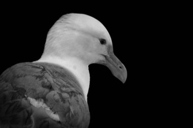 Siyah arka planda sevimli bir martı fotoğrafı.