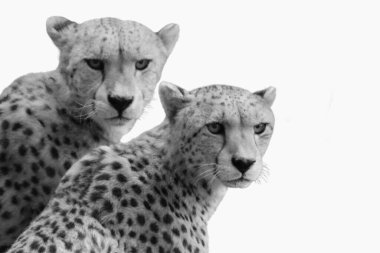 Beyaz arka planda bekleyen tehlikeli leoparın siyah beyaz fotoğrafı.