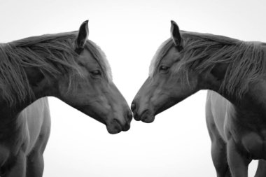 Beyaz arka planda birbirini önemseyen iki siyah at.