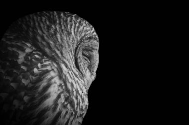 Koyu siyah arka planda güzel çubuklu baykuş yan yüzü