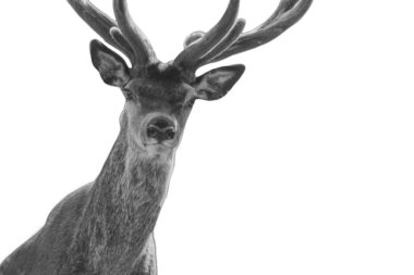 Beyaz arka planda masum ve izole bir şekilde duran komik sevimli geyik.