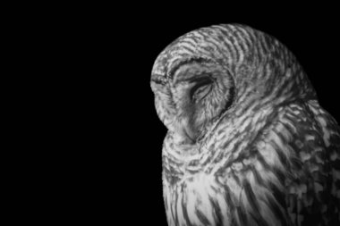 Sevimli uyuyan baykuş. Yan yüzünü kapat.