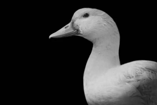 Şirin beyaz ördek, masum yakın çekim yüzü.