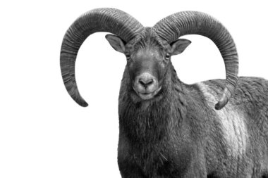 Beyaz arka planda izole edilmiş dağ büyük boynuzlu koyunu.