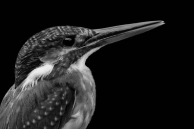 Güzel küçük balıkçı kuş.