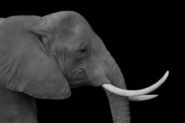 Büyük dişleri ve siyah arka planda yakın plan yüzü olan fil.