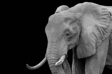 Siyah arka planda büyük bir fil kafası var.