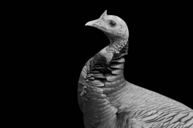 Siyah arka planda vahşi hindi suratı