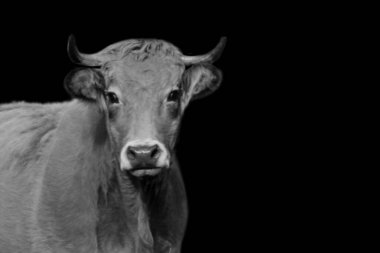 Siyah arka planda sevimli gözleri olan sevimli ve masum.