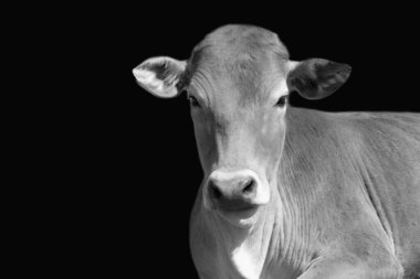 Siyah arka planda masum inek suratı.