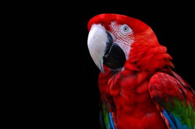 Büyük kırmızı papağan, koyu siyah arka planda yakın plan.