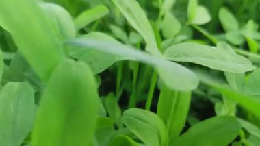 Yeşil sebze tarımı alanı kapatma videosu