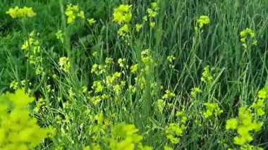 Sarı çiçekli yeşil hardal bitkisi tarım arazisi 